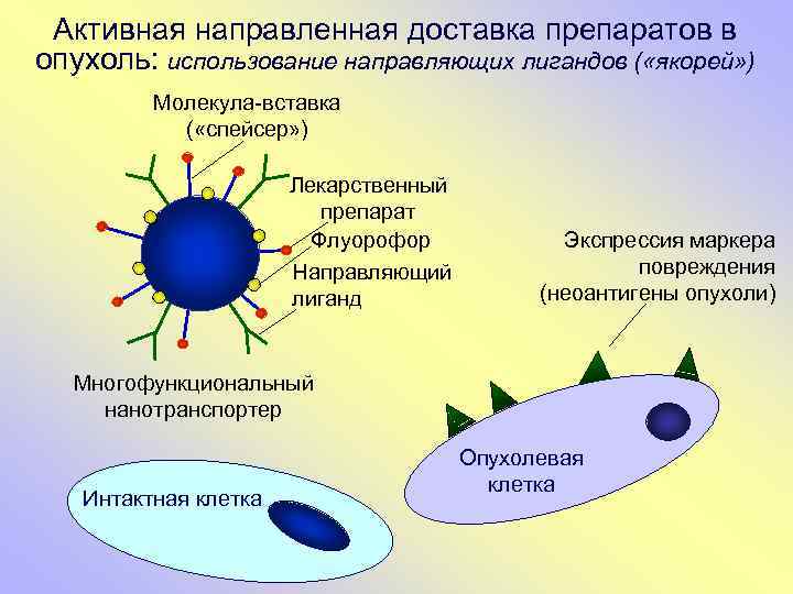 Активная направленная доставка препаратов в опухоль: использование направляющих лигандов ( «якорей» ) Молекула-вставка (