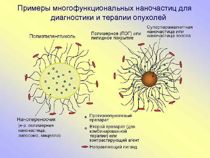 Примеры многофункциональных наночастиц для диагностики и терапии опухолей 