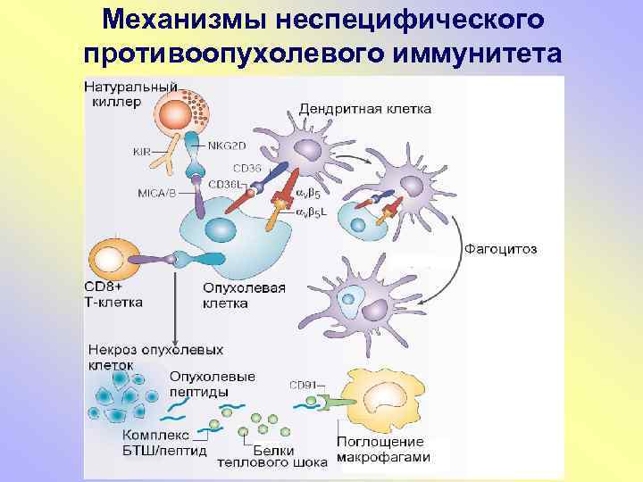 Механизмы неспецифического противоопухолевого иммунитета 