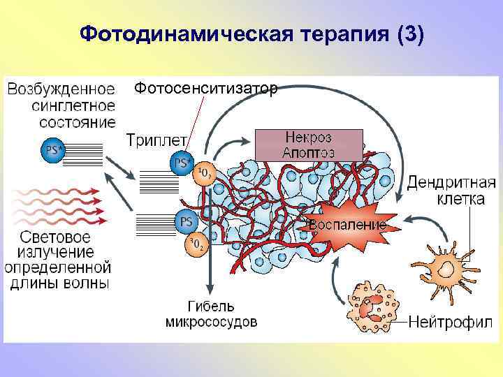 Фотодинамическая терапия зно презентация онкология