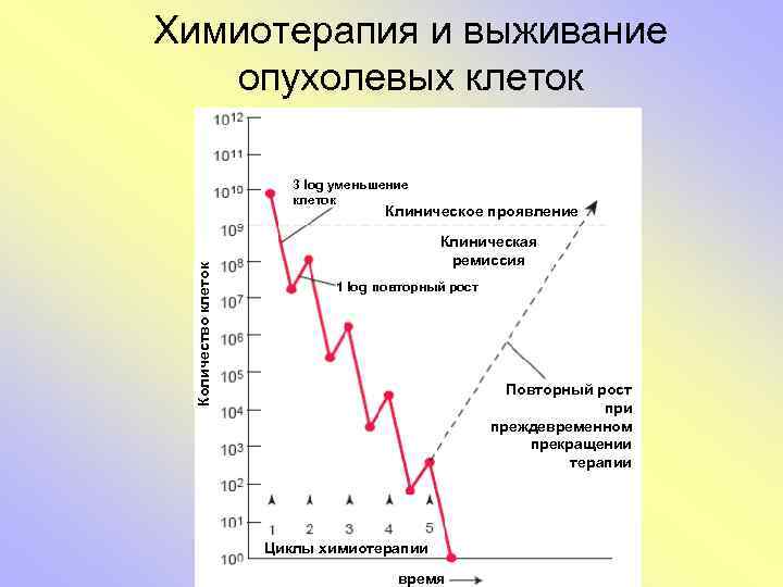Химиотерапия и выживание опухолевых клеток 3 log уменьшение клеток Количество клеток Клиническое проявление Клиническая