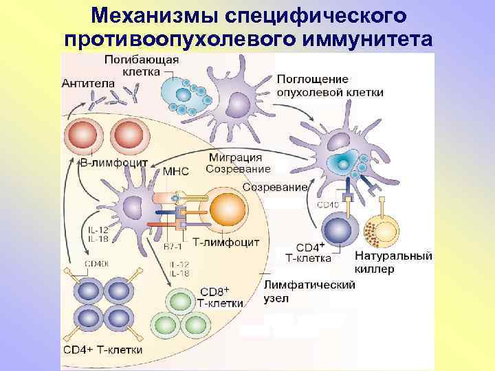 Механизмы специфического противоопухолевого иммунитета 