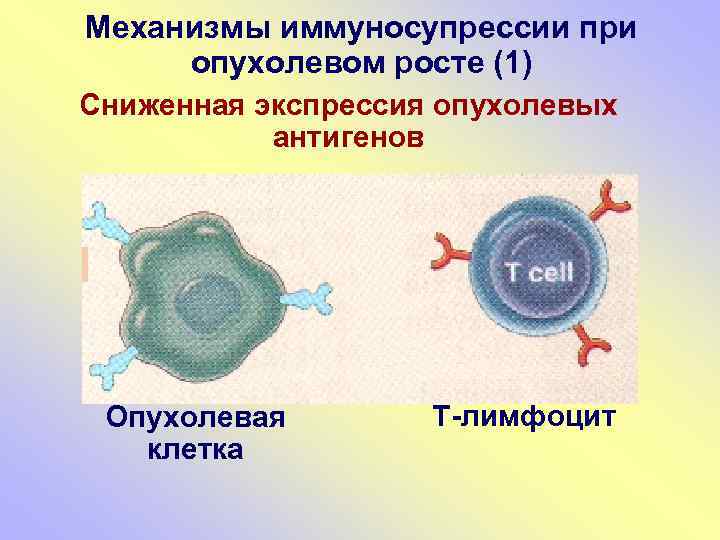 Механизмы иммуносупрессии при опухолевом росте (1) Сниженная экспрессия опухолевых антигенов Опухолевая клетка Т-лимфоцит 