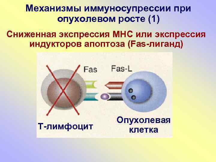 Подпишите картинки виды опухолевого роста