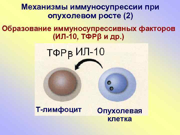Механизмы иммуносупрессии при опухолевом росте (2) Образование иммуносупрессивных факторов (ИЛ-10, ТФРβ и др. )