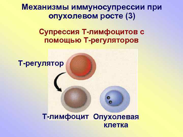 Механизмы иммуносупрессии при опухолевом росте (3) Супрессия Т-лимфоцитов с помощью Т-регуляторов Т-регулятор Т-лимфоцит Опухолевая