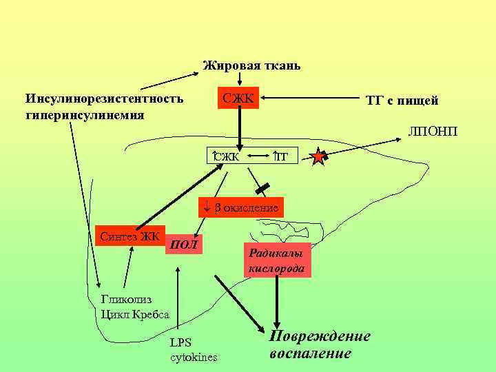Жировая ткань Инсулинорезистентность гиперинсулинемия СЖК ТГ с пищей ЛПОНП СЖК ТГ окисление Синтез ЖК
