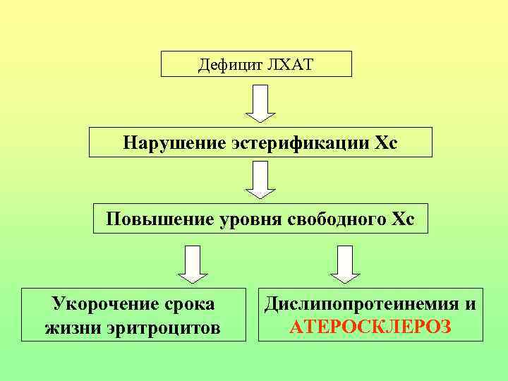 Дефицит ЛХАТ Нарушение эстерификации Хс Повышение уровня свободного Хс Укорочение срока жизни эритроцитов Дислипопротеинемия