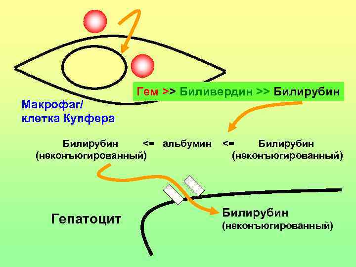 Схема онтогенеза макрофагов