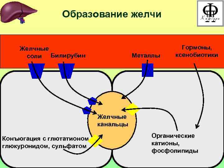 Соли Желчных Кислот Купить В Аптеке