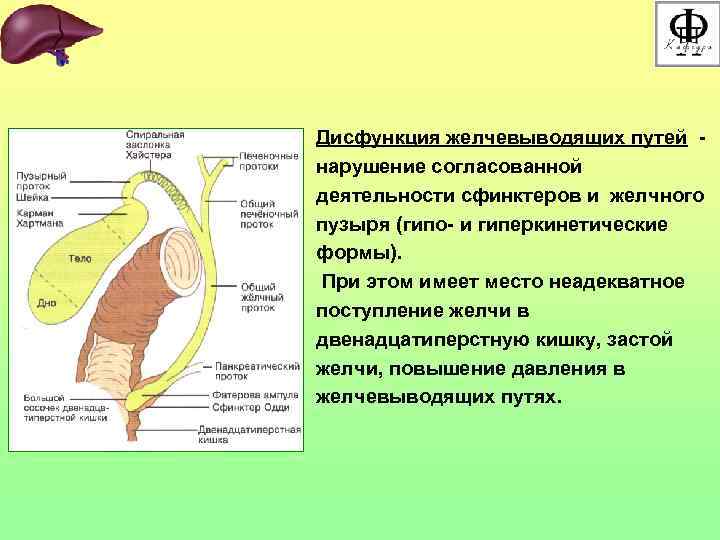 Дисфункция желчевыводящих путей нарушение согласованной деятельности сфинктеров и желчного пузыря (гипо- и гиперкинетические формы).