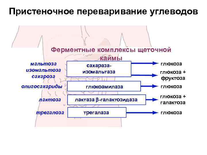 Пристеночное переваривание углеводов Ферментные комплексы щеточной каймы мальтоза изомальтоза сахароза олигосахариды лактоза трегалоза сахаразаизомальтаза