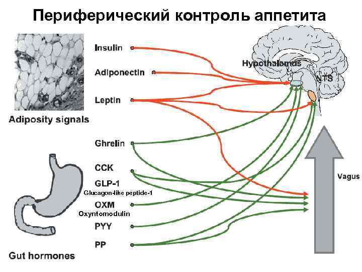 Периферический контроль аппетита Glucagon-like peptide-1 Oxyntomodulin 