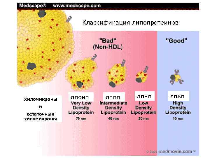 Классификация липопротеинов Хиломикроны и остаточные хиломикроны лпонп лппп лпнп лпвп 