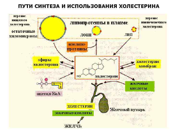 Схема обмена липопротеинов