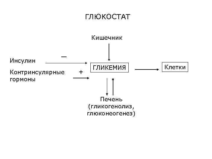 ГЛЮКОСТАТ Кишечник Инсулин — Контринсулярные гормоны + ГЛИКЕМИЯ Печень (гликогенолиз, глюконеогенез) Клетки 