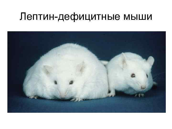Лептин-дефицитные мыши 