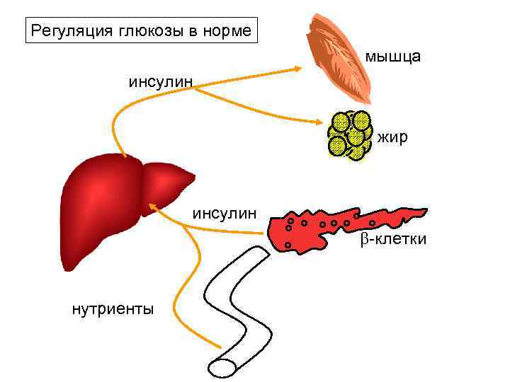 Схема регуляции глюкозы в крови