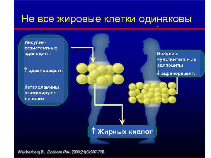 Не все жировые клетки одинаковы Инсулинрезистентные адипоциты Инсулинчувствительные адипоциты адренорецепт. Катехоламины стимулируют липолиз Жирных