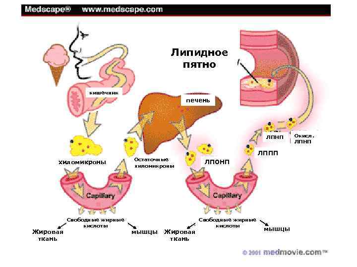 Липидное пятно кишечник печень ЛПНП хиломикроны Жировая ткань Свободные жирные кислоты Остаточные хиломикроны мышцы
