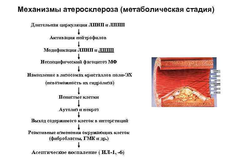 Механизмы атеросклероза (метаболическая стадия) Длительная циркуляция ЛПНП и ЛППП Активация нейтрофилов Модификация ЛПНП и