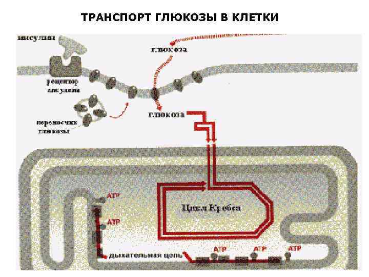 ТРАНСПОРТ ГЛЮКОЗЫ В КЛЕТКИ 