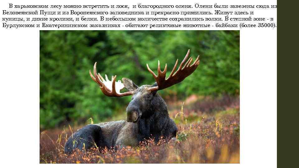 В харьковском лесу можно встретить и лося, и благородного оленя. Олени были завезены сюда