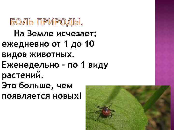 На Земле исчезает: ежедневно от 1 до 10 видов животных. Еженедельно – по 1