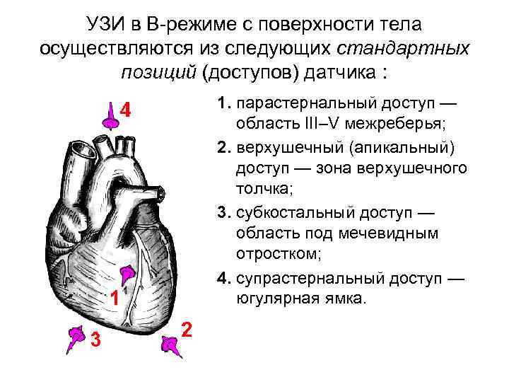 УЗИ в В-режиме с поверхности тела осуществляются из следующих стандартных позиций (доступов) датчика :