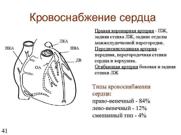 Кровоснабжение сердца картинка