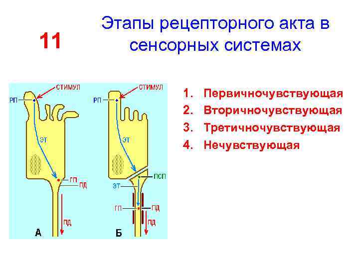 11 Этапы рецепторного акта в сенсорных системах 1. 2. 3. 4. Первичночувствующая Вторичночувствующая Третичночувствующая