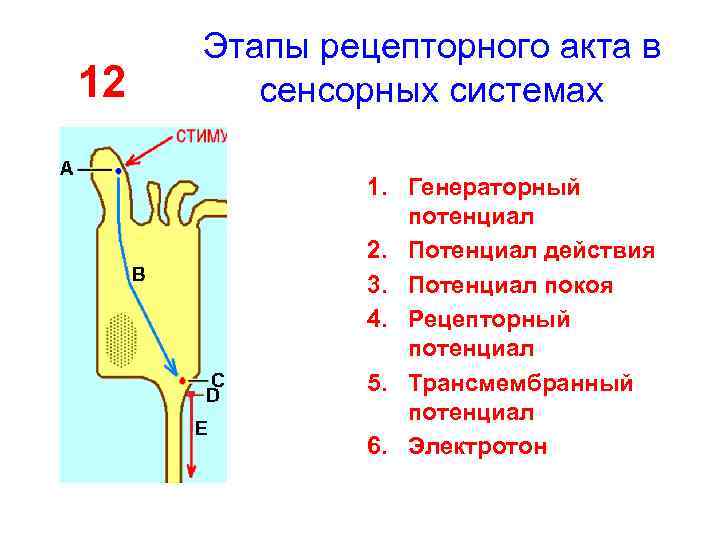 12 Этапы рецепторного акта в сенсорных системах 1. Генераторный потенциал 2. Потенциал действия 3.