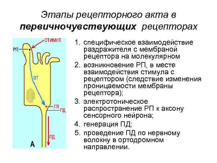 Этапы рецепторного акта в первичночувствующих рецепторах 1. специфическое взаимодействие раздражителя с мембраной рецептора на