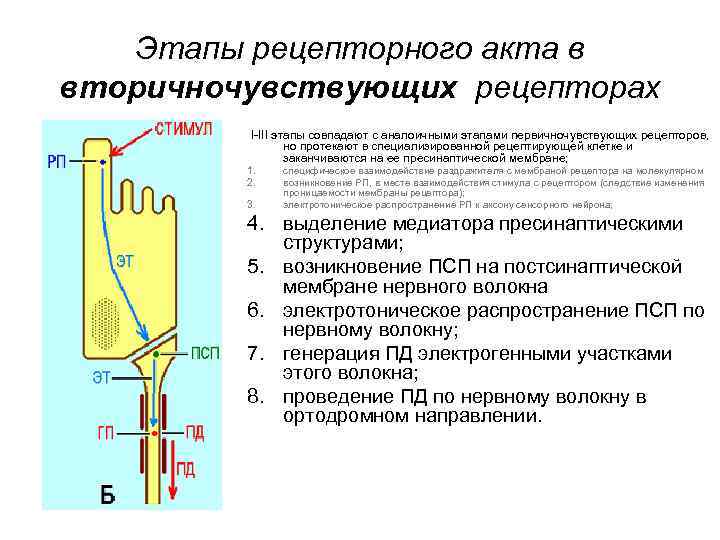 Этапы рецепторного акта в вторичночувствующих рецепторах I III этапы совпадают с аналоичными этапами первичночувствующих