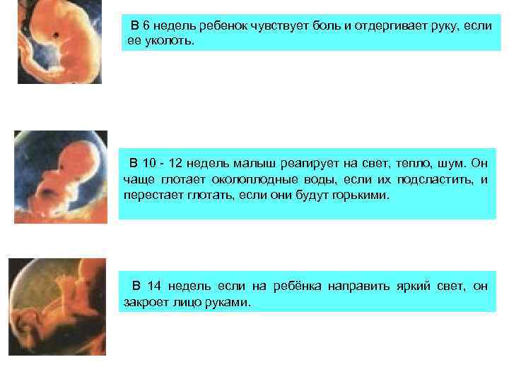  В 6 недель ребенок чувствует боль и отдергивает руку, если ее уколоть. В