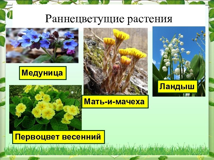 Раннецветущие растения Медуница Ландыш Мать-и-мачеха Первоцвет весенний 