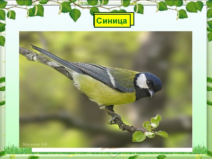 Скворец Грач Синица Жаворонок 