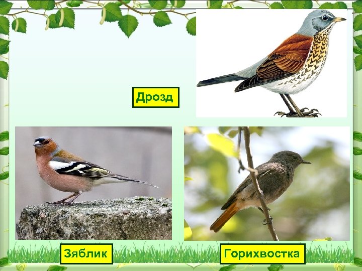 Дрозд Зяблик Горихвостка 