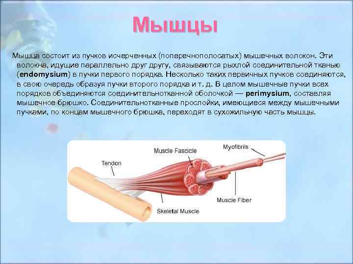 Мышцы Мышца состоит из пучков исчерченных (поперечнополосатых) мышечных волокон. Эти волокна, идущие параллельно другу,