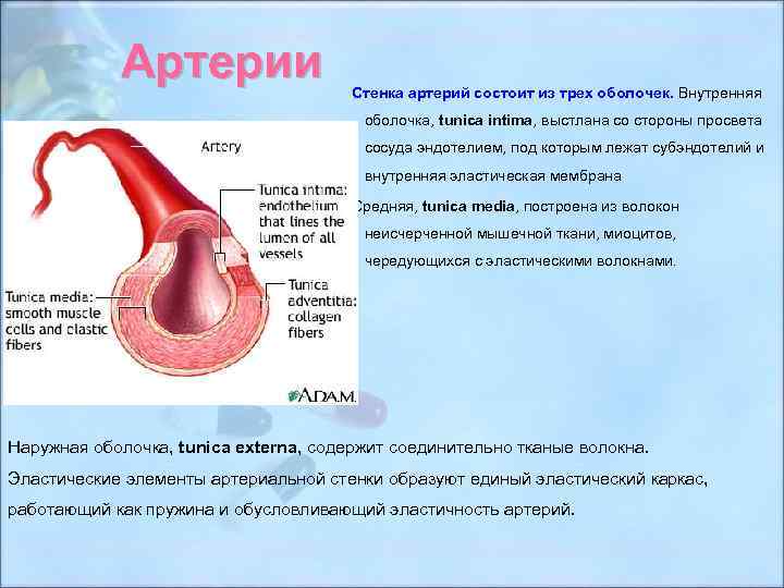 Артерии Стенка артерий состоит из трех оболочек. Внутренняя оболочка, tunica intima, выстлана со стороны