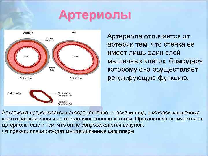 Артериолы Артериола отличается от артерии тем, что стенка ее имеет лишь один слой мышечных