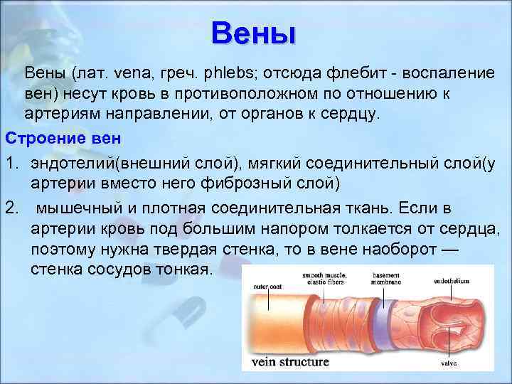 Вены (лат. vena, греч. phlebs; отсюда флебит - воспаление вен) несут кровь в противоположном