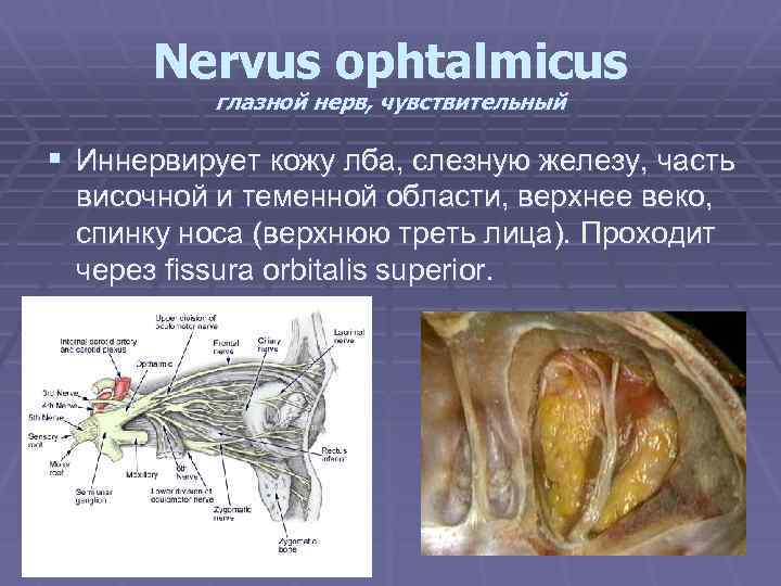 Nervus ophtalmicus глазной нерв, чувствительный § Иннервирует кожу лба, слезную железу, часть височной и