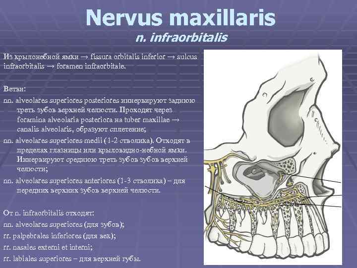 Nervus maxillaris n. infraorbitalis Из крылонебной ямки → fissura orbitalis inferior → sulcus infraorbitalis