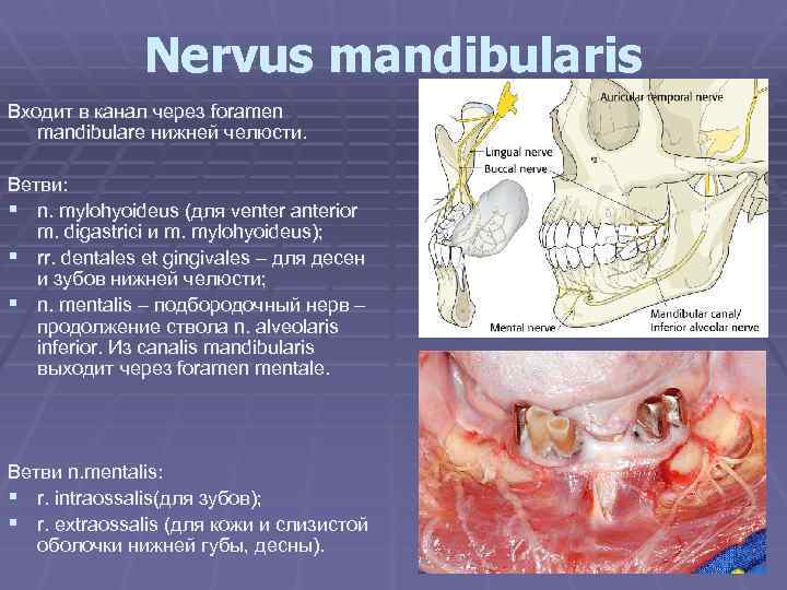 Nervus mandibularis Входит в канал через foramen mandibulare нижней челюсти. Ветви: § n. mylohyoideus