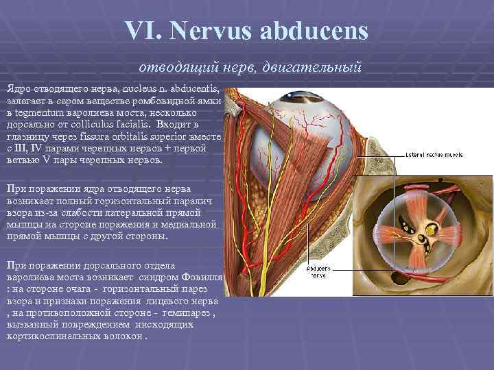 VI. Nervus abducens отводящий нерв, двигательный Ядро отводящего нерва, nucleus n. abducentis, залегает в