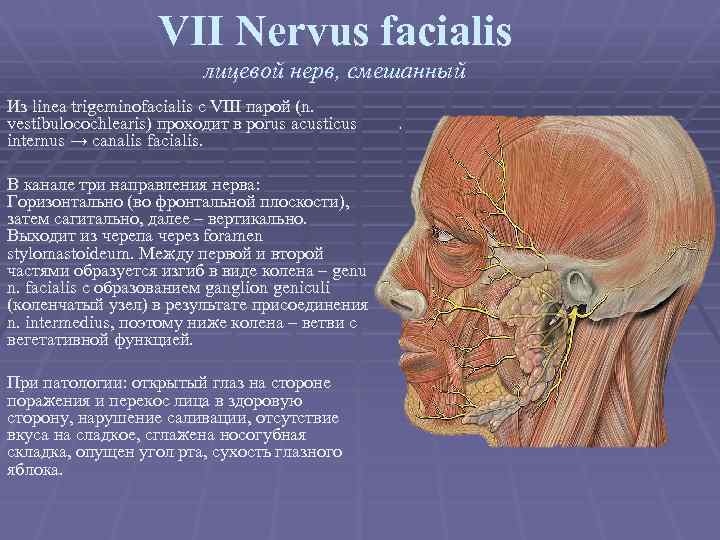 VII Nervus facialis лицевой нерв, смешанный Из linea trigeminofacialis с VIII парой (n. vestibulocochlearis)