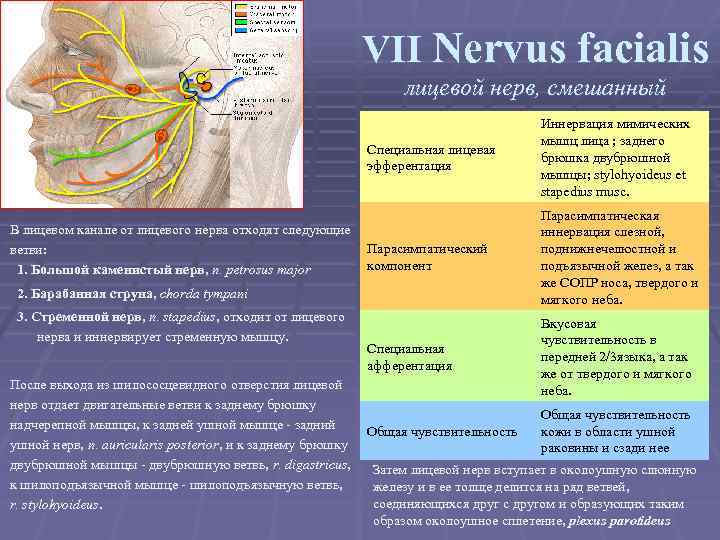 VII Nervus facialis лицевой нерв, смешанный Специальная лицевая эфферентация В лицевом канале от лицевого