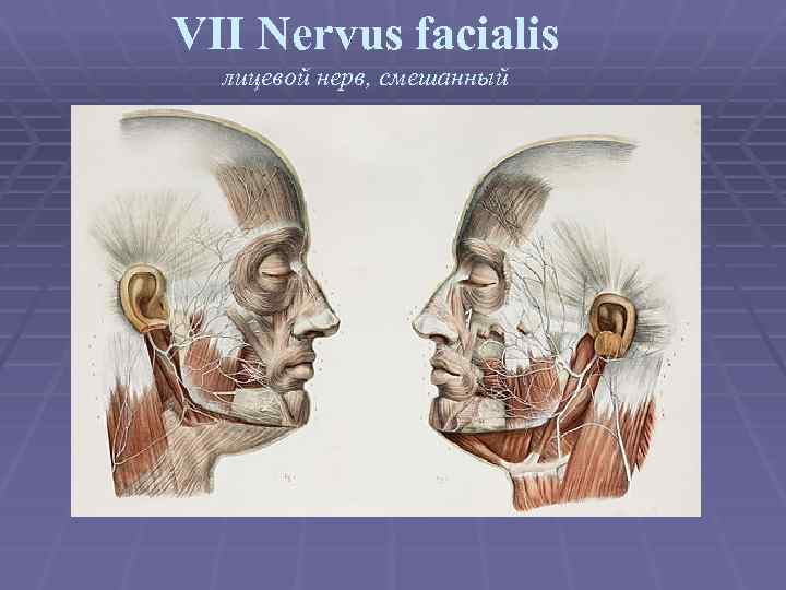 VII Nervus facialis лицевой нерв, смешанный 