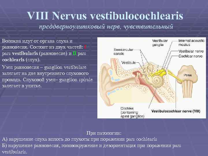 VIII Nervus vestibulocochlearis преддверноулитковый нерв, чувствительный Волокна идут от органа слуха и равновесия. Состоит